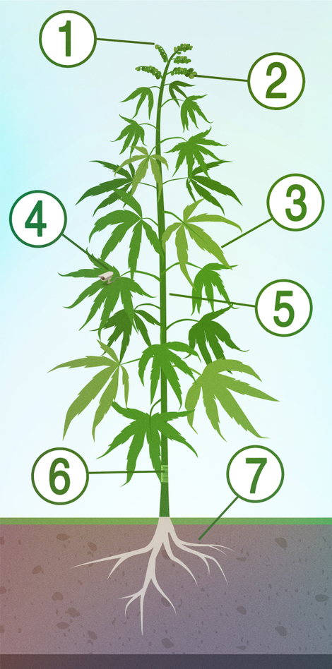 Illustration for article titled The Science Of Cannabis